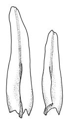 Macromitrium helmsii, branch leaves.
 Image: R.C. Wagstaff © All rights reserved. Redrawn with permission from Vitt (1983). 